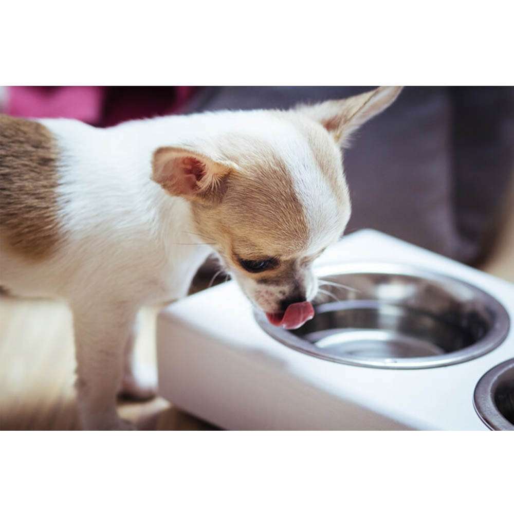 Gamelle pour chien DUO grise de Bowl & Bone