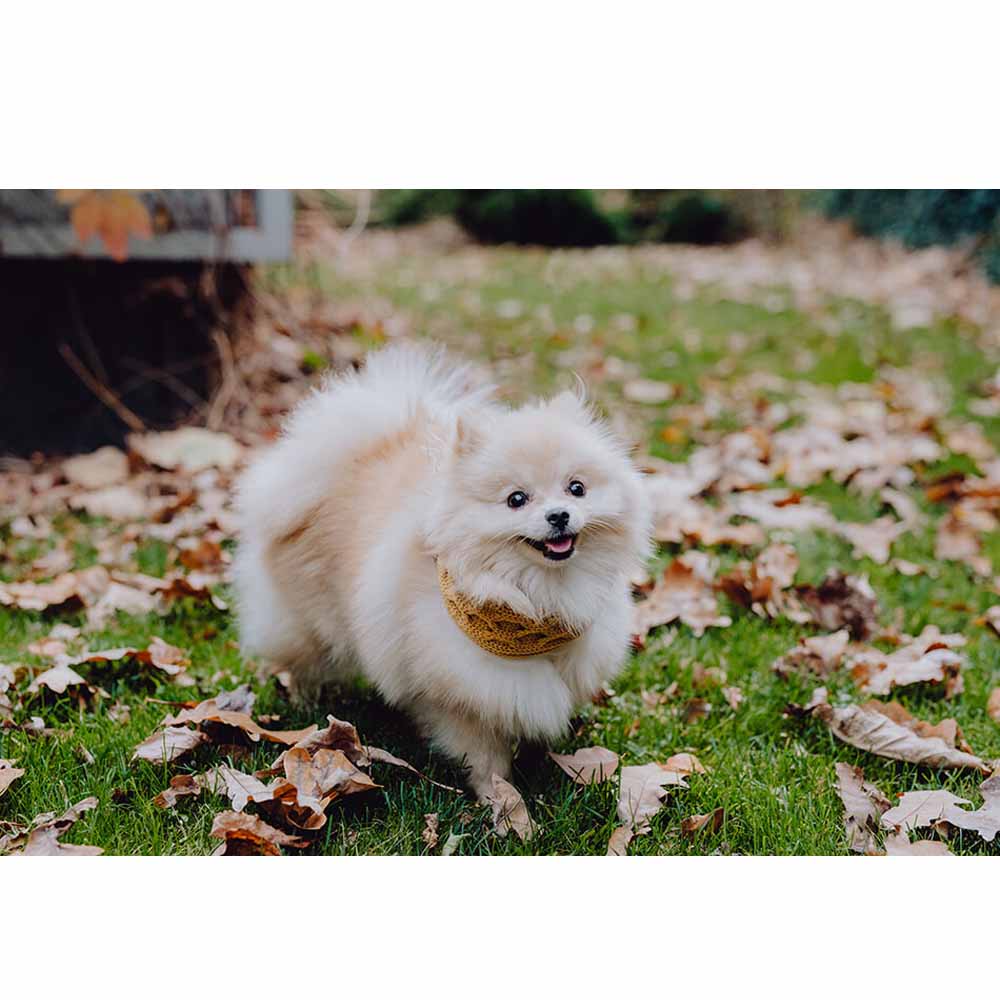 Écharpe de cheminée pour chien JOY moutarde de Bowl & Bone
