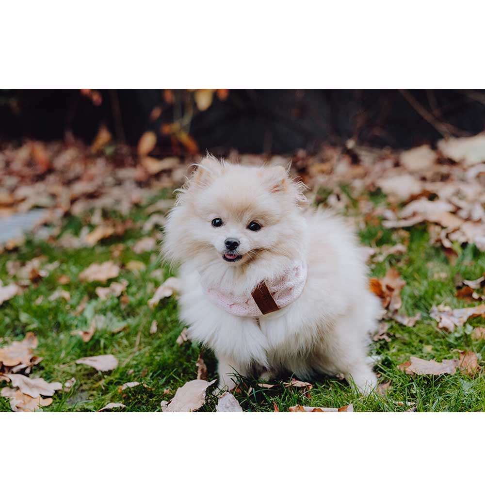Écharpe de cheminée pour chien JOY rose de Bowl & Bone