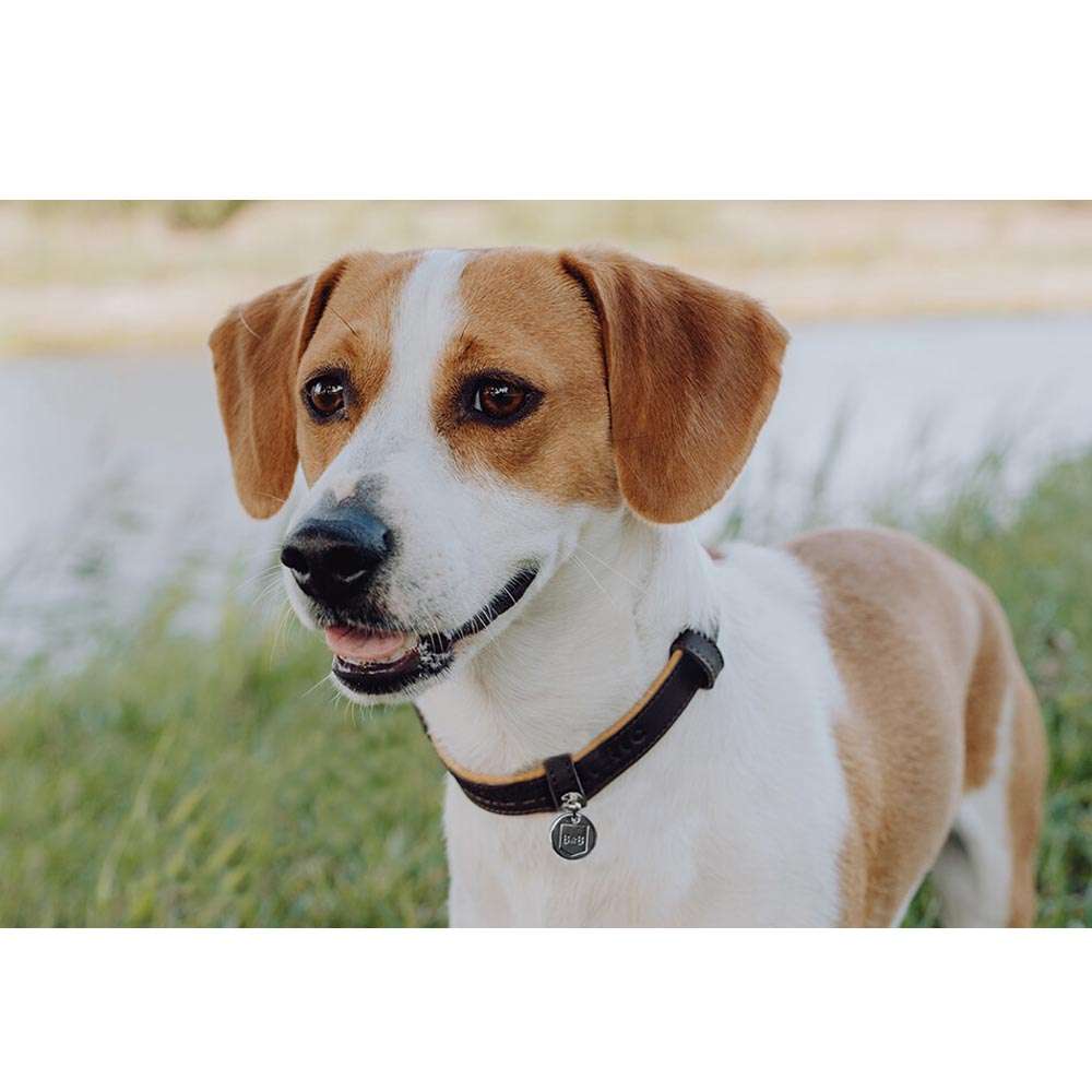 Collier pour chien MONACO chocolat de Bowl & Bone
