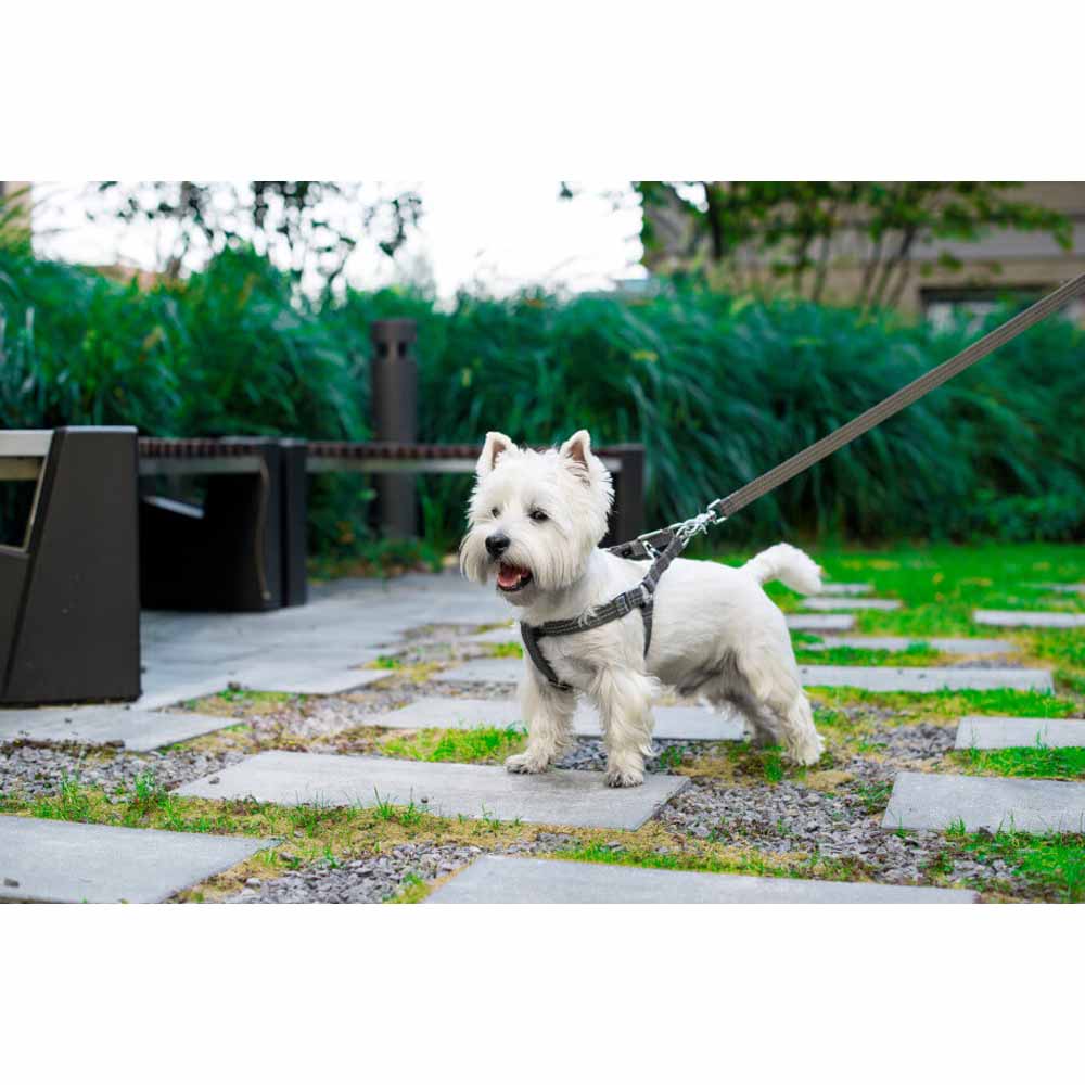 Grey ACTIVE Dog Harness from Bowl & Bone