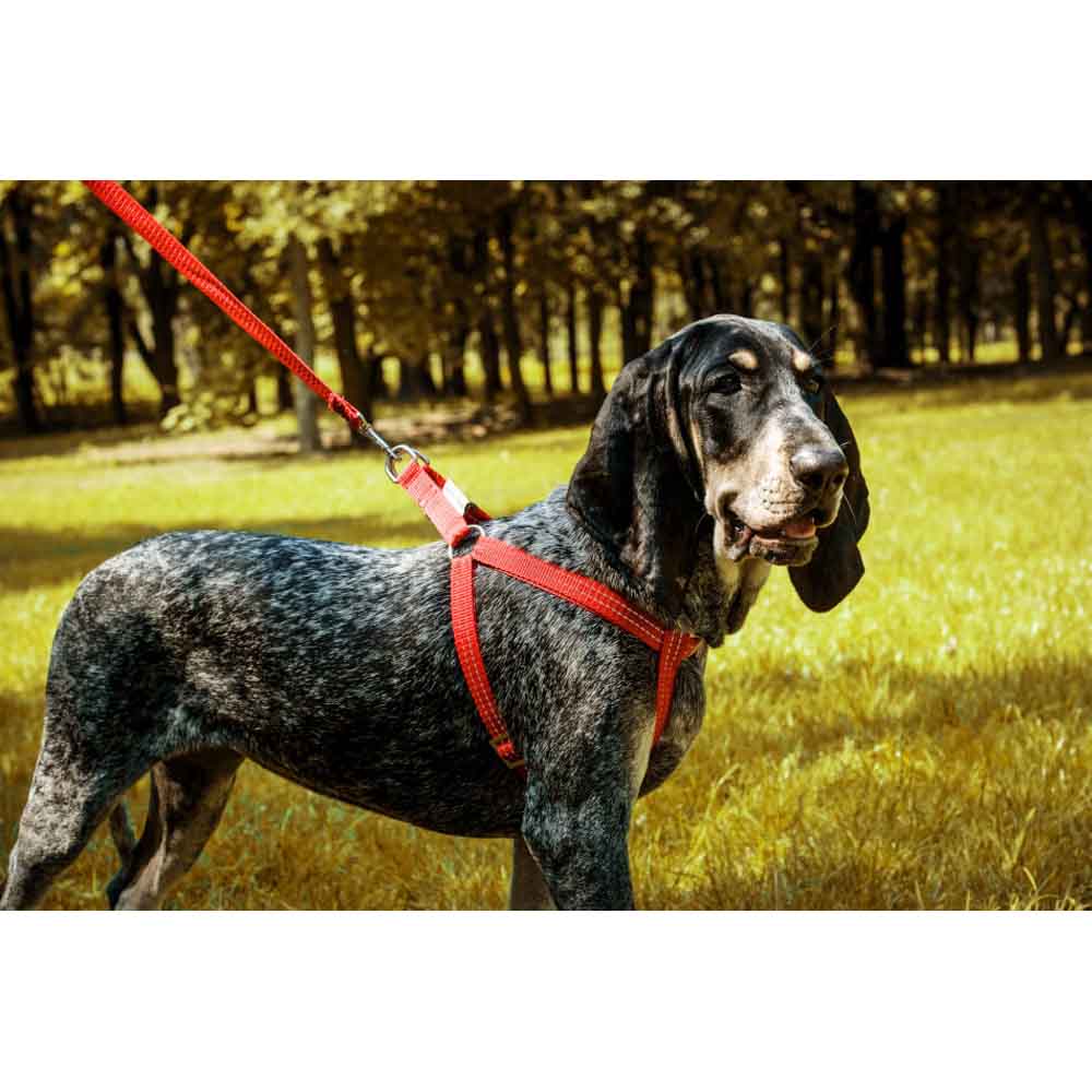 Red ACTIVE Dog Harness from Bowl & Bone