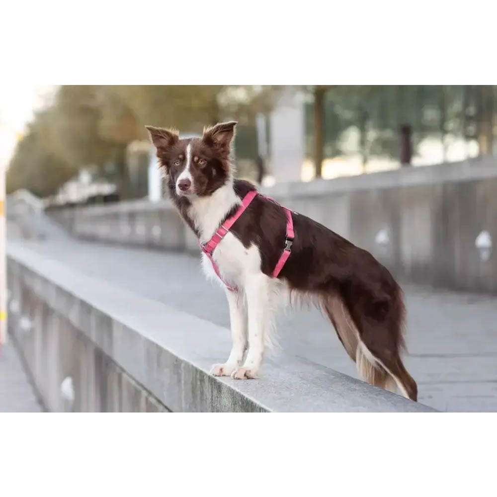 Pink BLOOM Dog Harness from Bowl & Bone