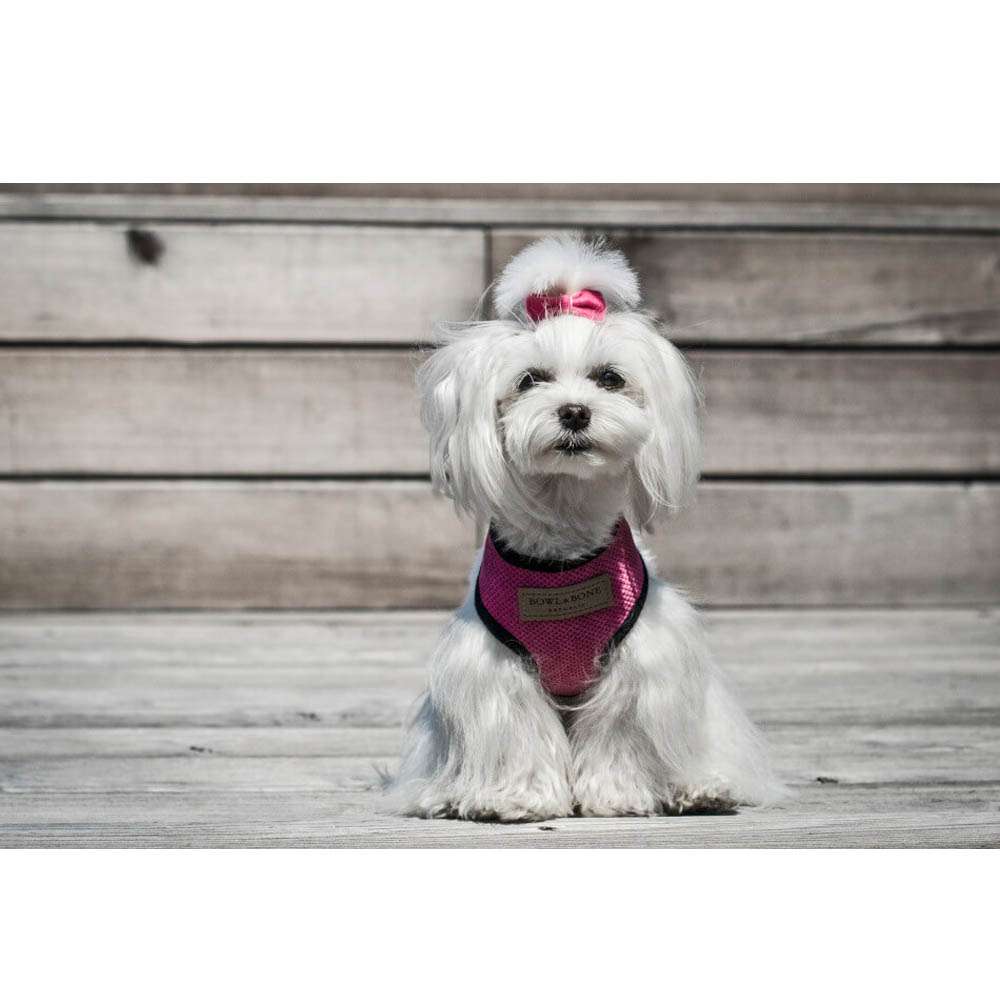 Grey CANDY Dog Harness from Bowl & Bone
