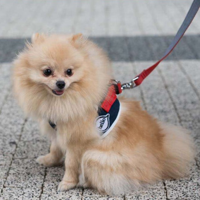 Harnais pour chien DENIM bleu marine de Bowl & Bone
