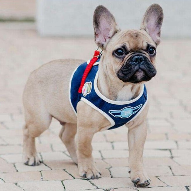 Harnais pour chien DENIM bleu marine de Bowl & Bone