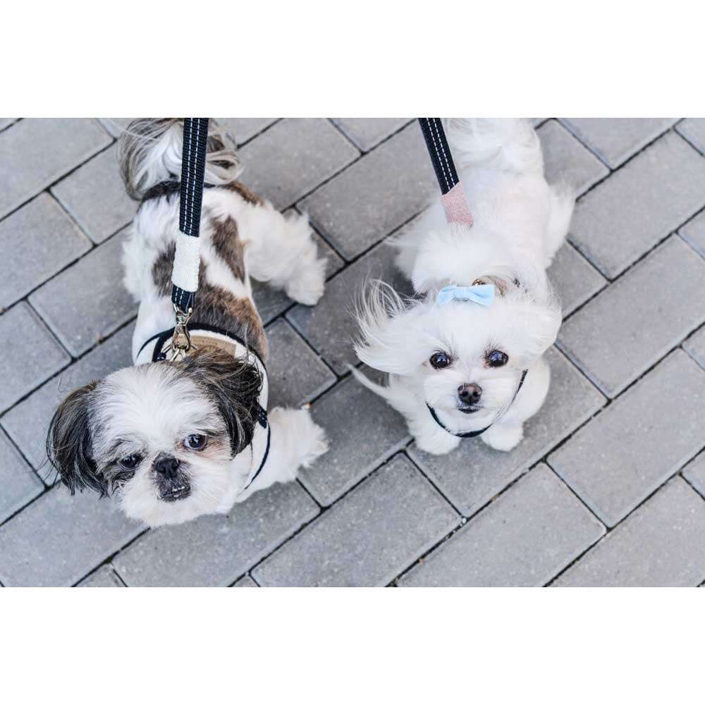 Harnais pour chien Rose SOHO de Bowl & Bone