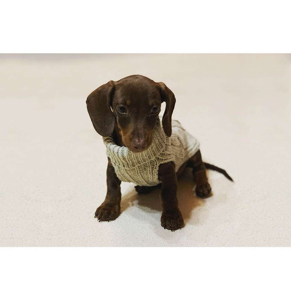 Pull pour chien ASPEN écru de Bowl & Bone