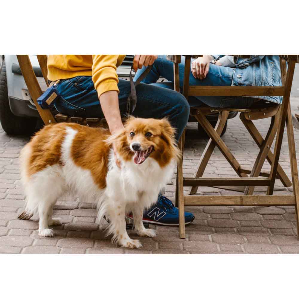 Navy MINI Dog Waste Bag Holder from Bowl & Bone