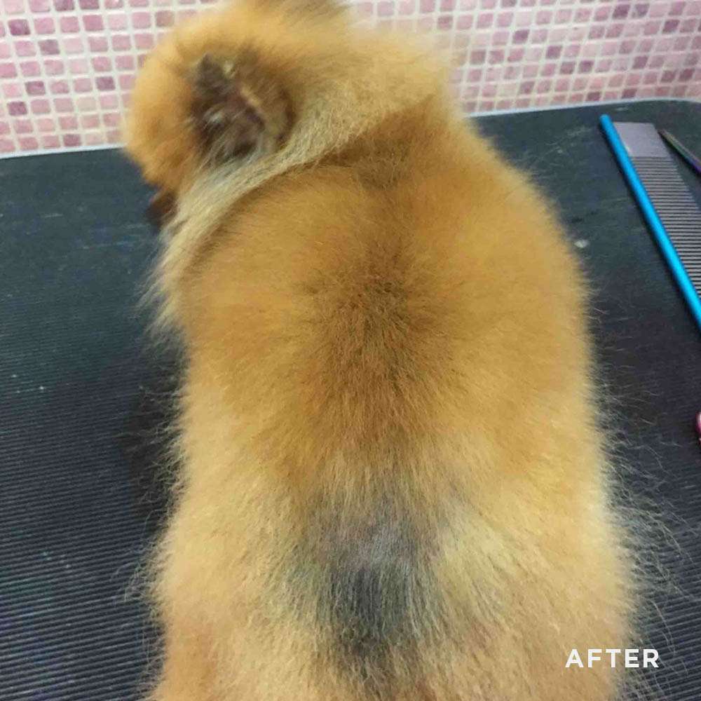 Pomeranian Beauty Recovery Mask BSD 250ml