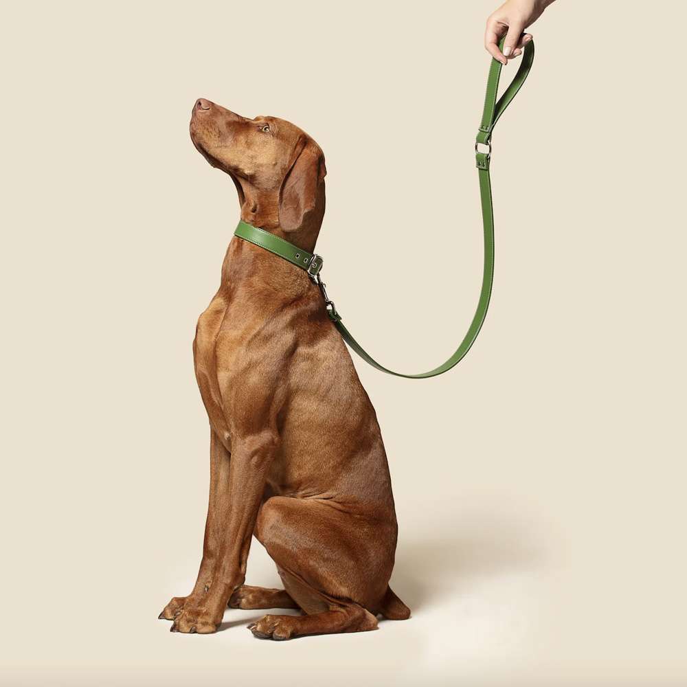 Forest Green Vegan Apple Leather Dog Collar