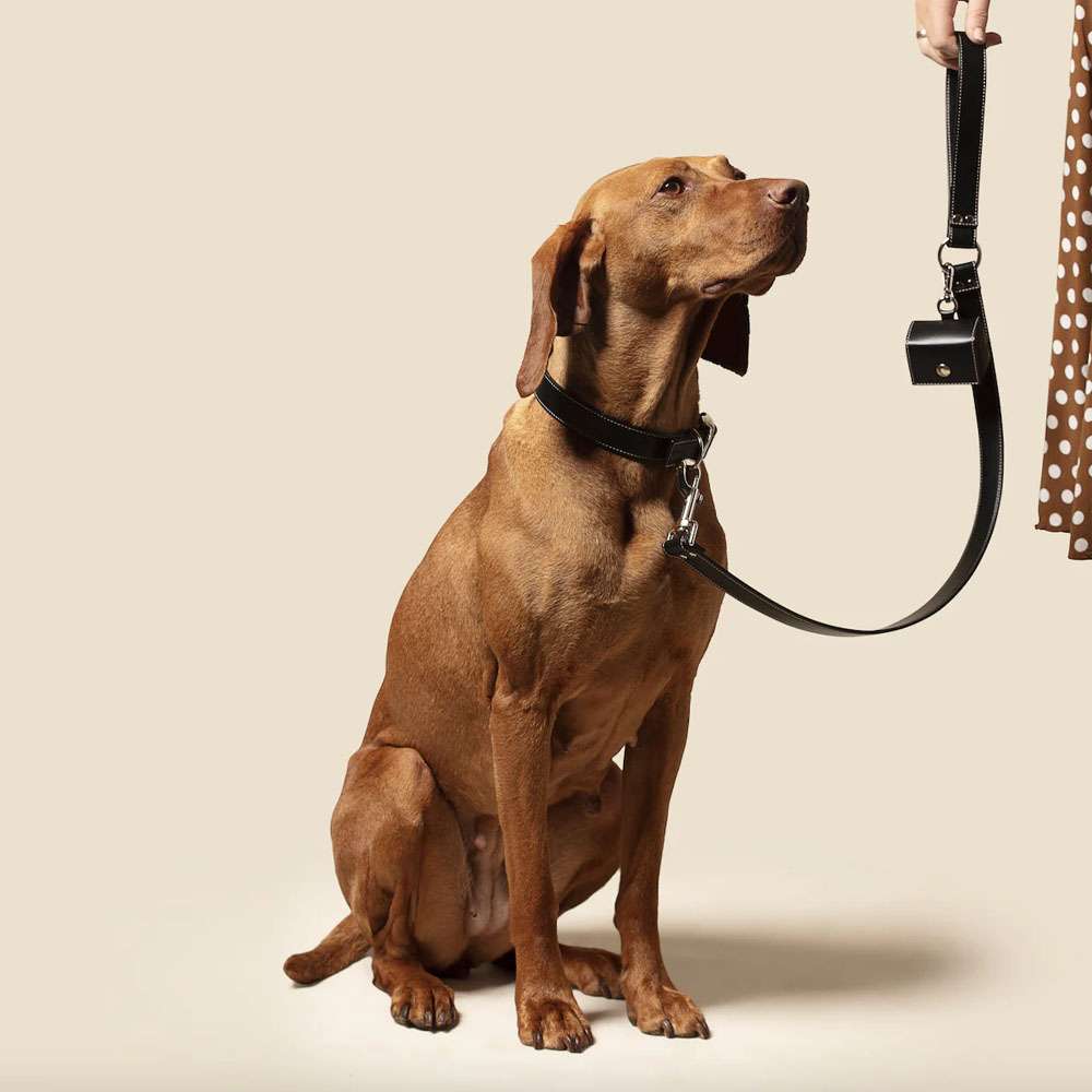 Classic Black Vegan Apple Leather Dog Collar