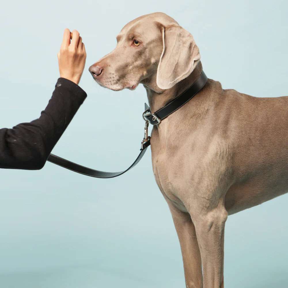 Classic Black Vegan Apple Leather Dog Collar