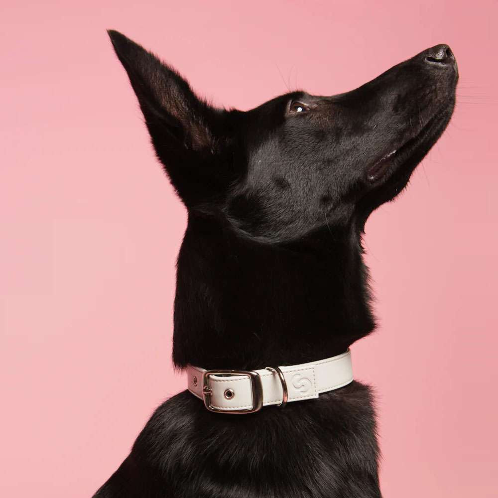 Collier pour chien en cuir de pomme végétalien argenté