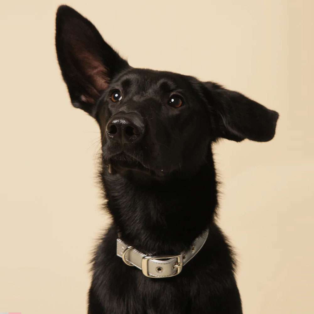 Collier pour chien en cuir de pomme végétalien argenté