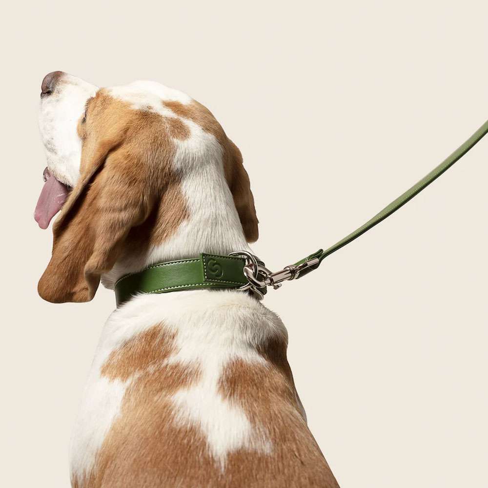Laisse pour chien originale en cuir de pomme végétalien vert forêt