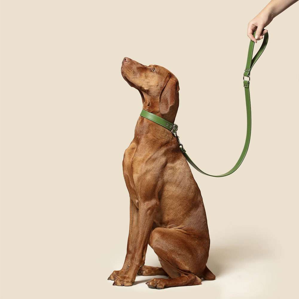 Laisse pour chien originale en cuir de pomme végétalien vert forêt