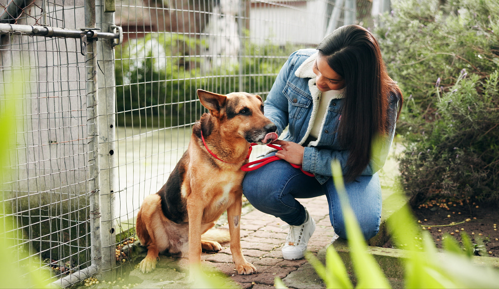 Happy rescue dog waiting to be taken home by their new owner.