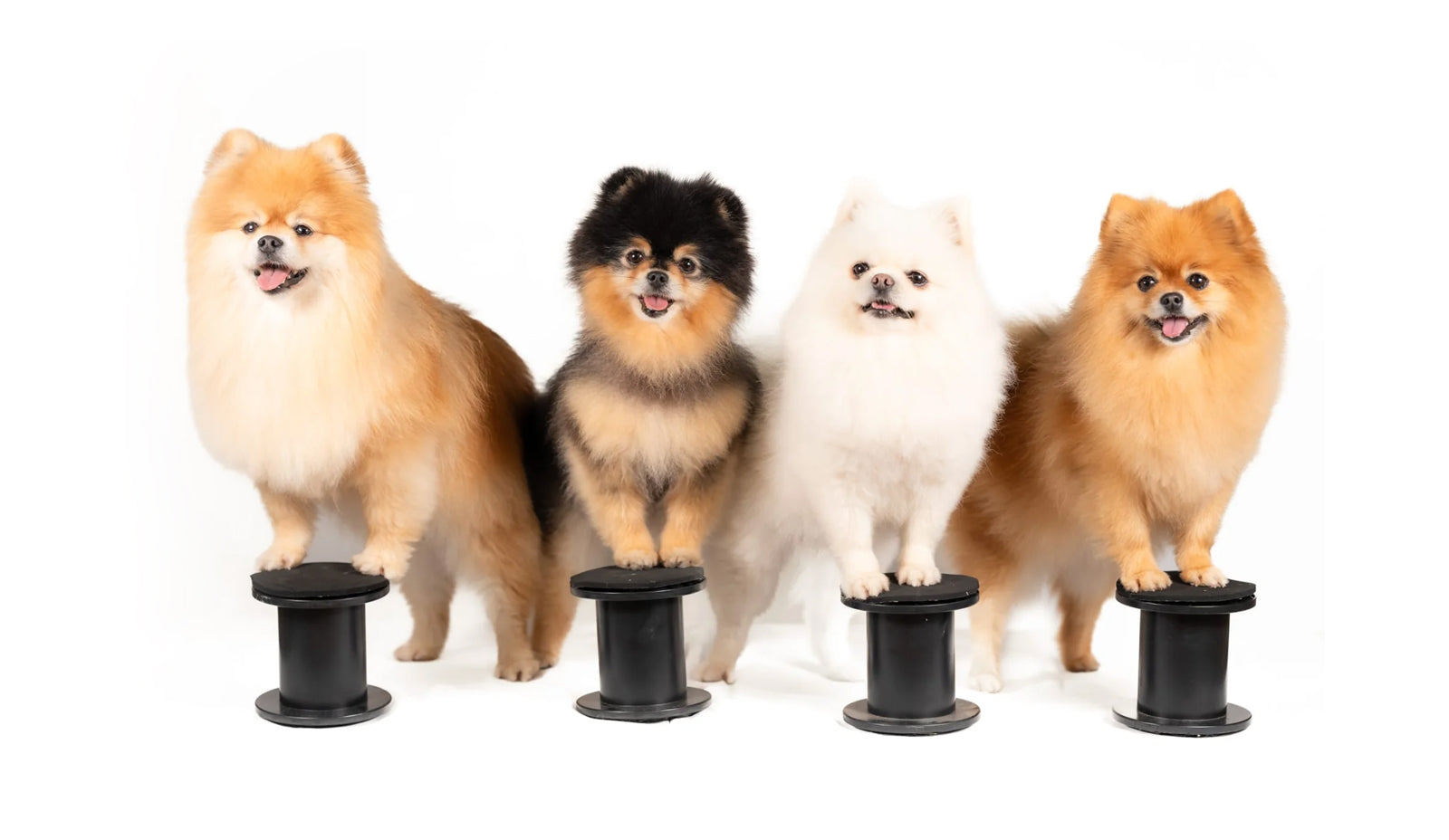 Teach Your Dog 7 Useful (and Fun!) Tricks