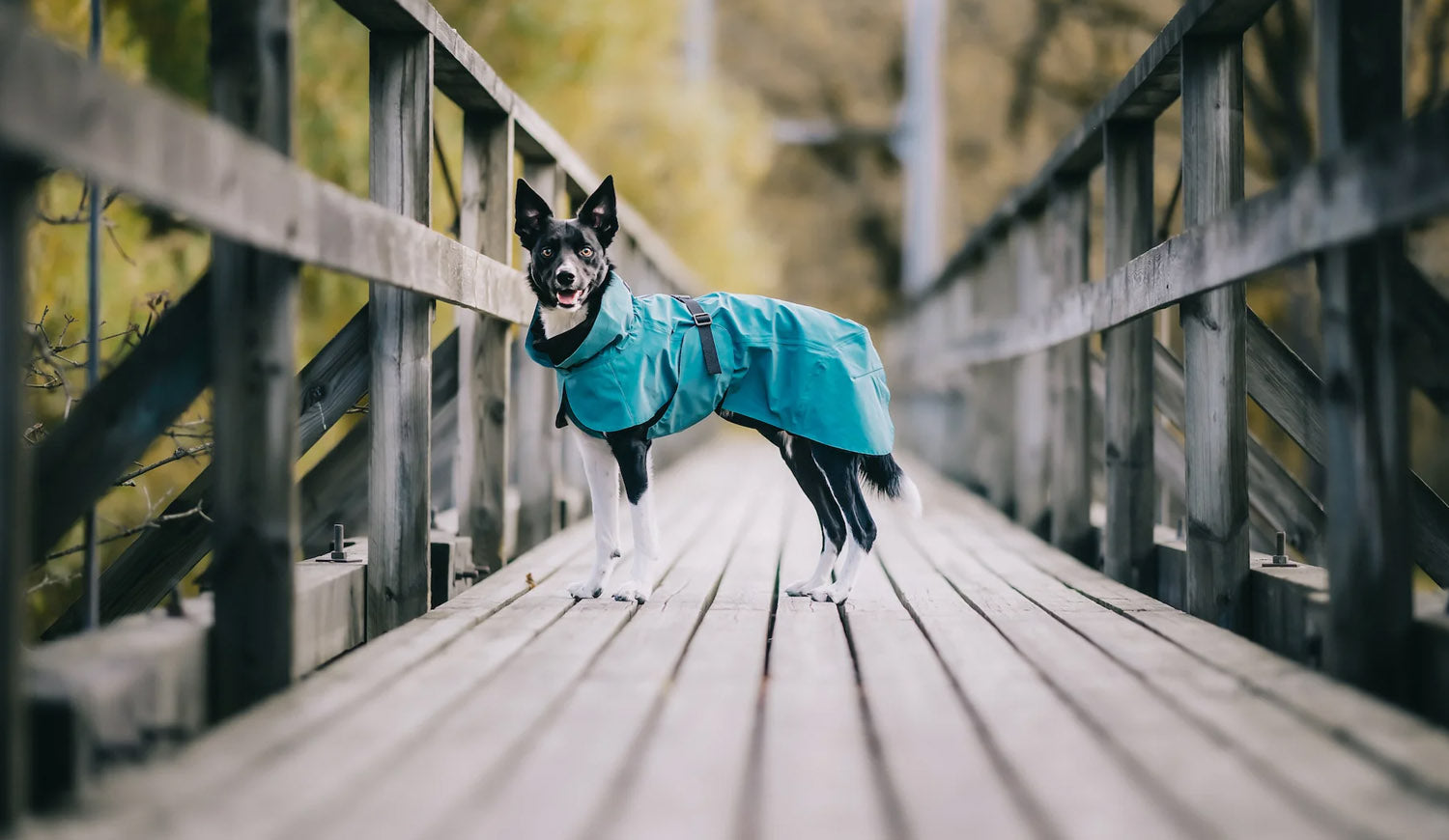 Stay Dry and Stylish with Paikka Rain Coats for Dogs
