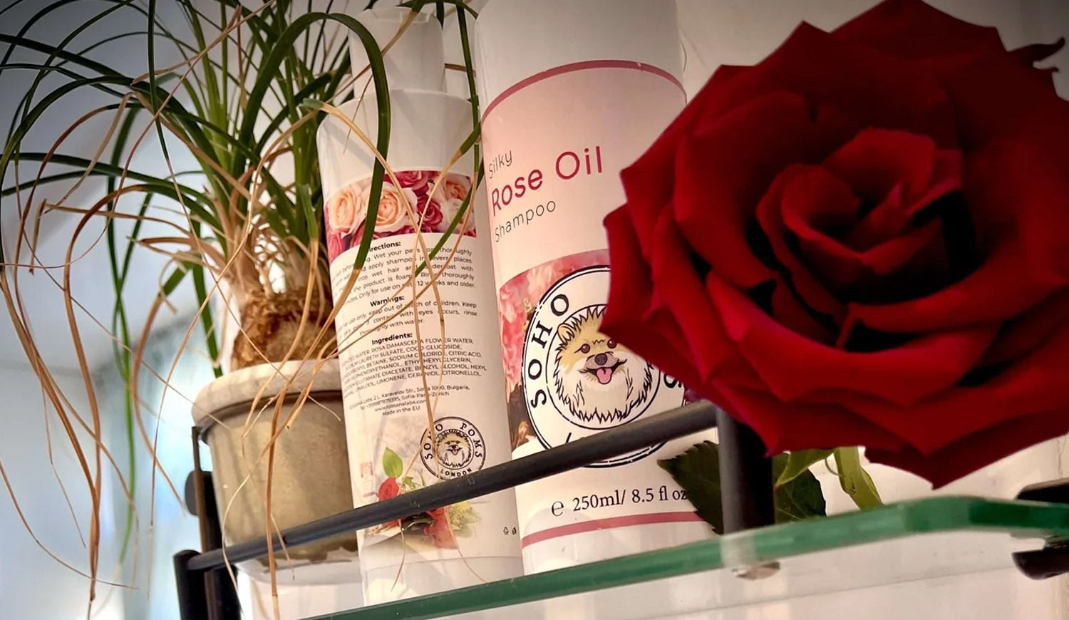 The Perfect Luxury Solution for Your Dog's Coat: The Soho Poms Rose Oil Shampoo