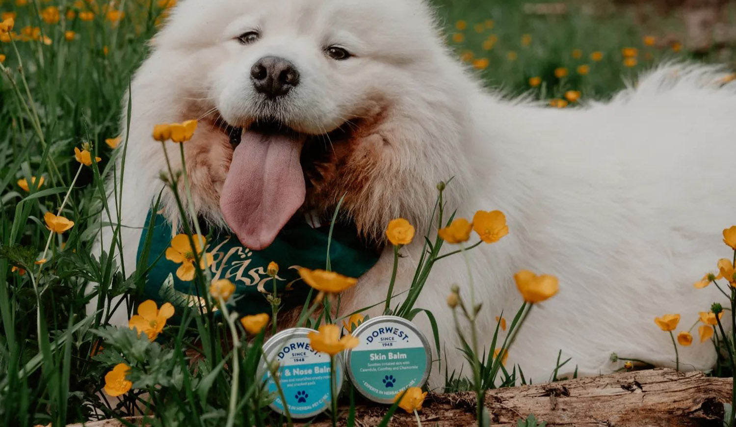 Dorwest Dog Supplements
