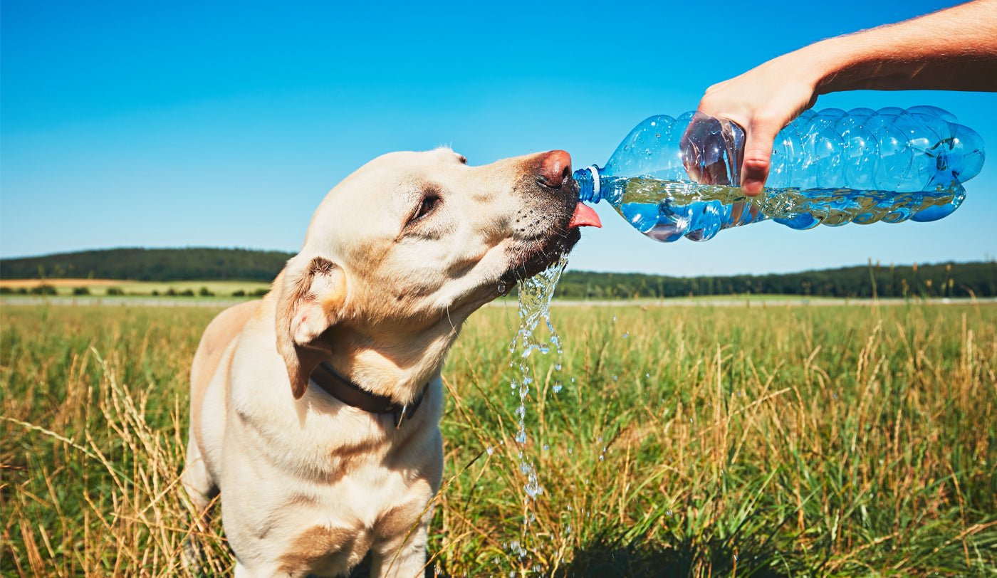 Summer Dog Care