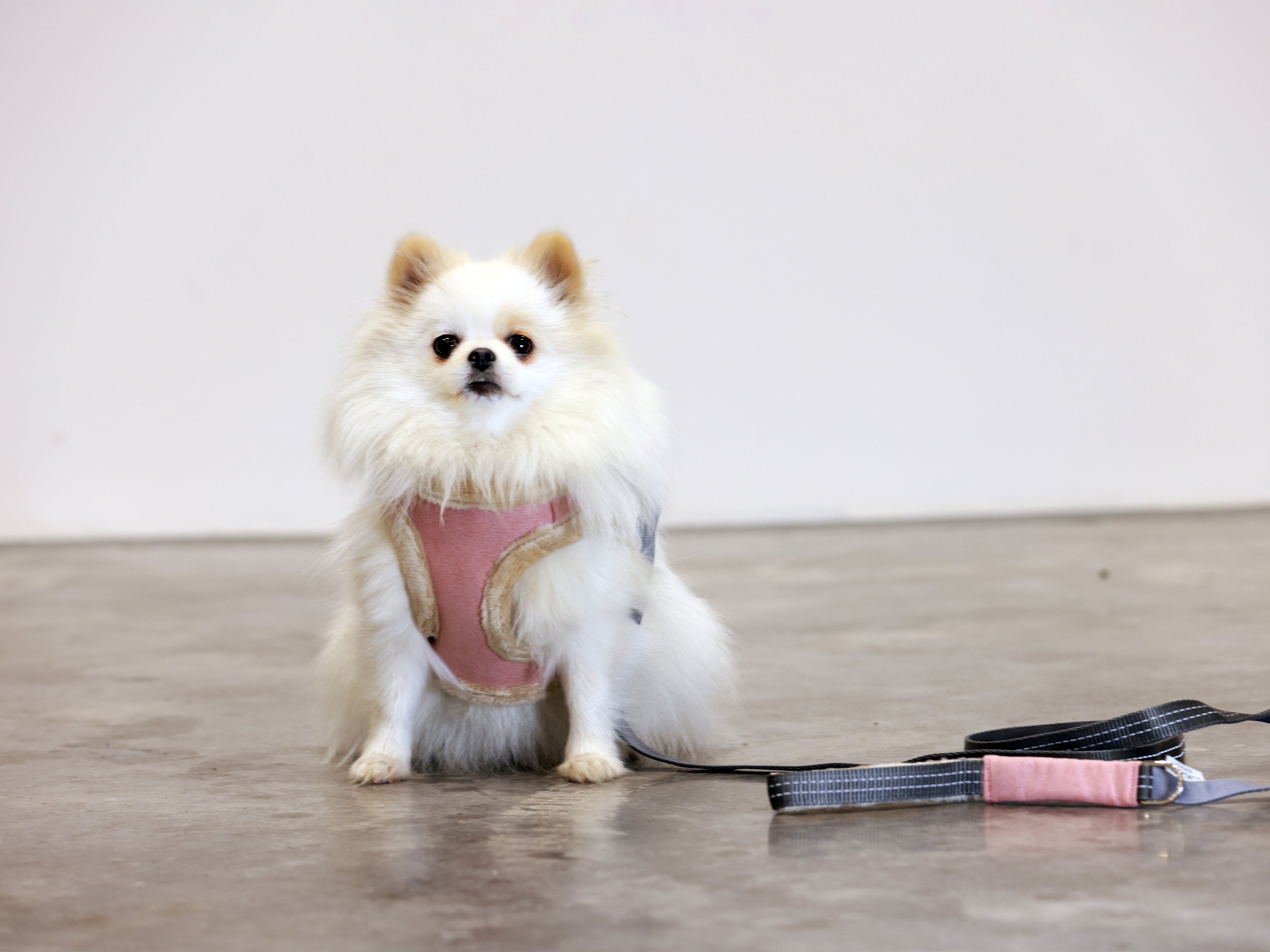 YETI Hundegeschirr in Rosa von Bowl & Bone