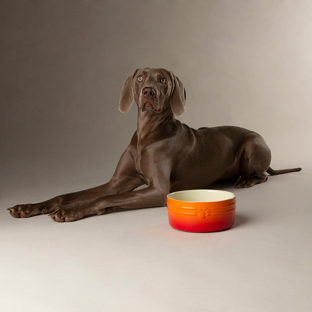 Scruffs Ceramic Ombre Pet Food Bowl - Orange