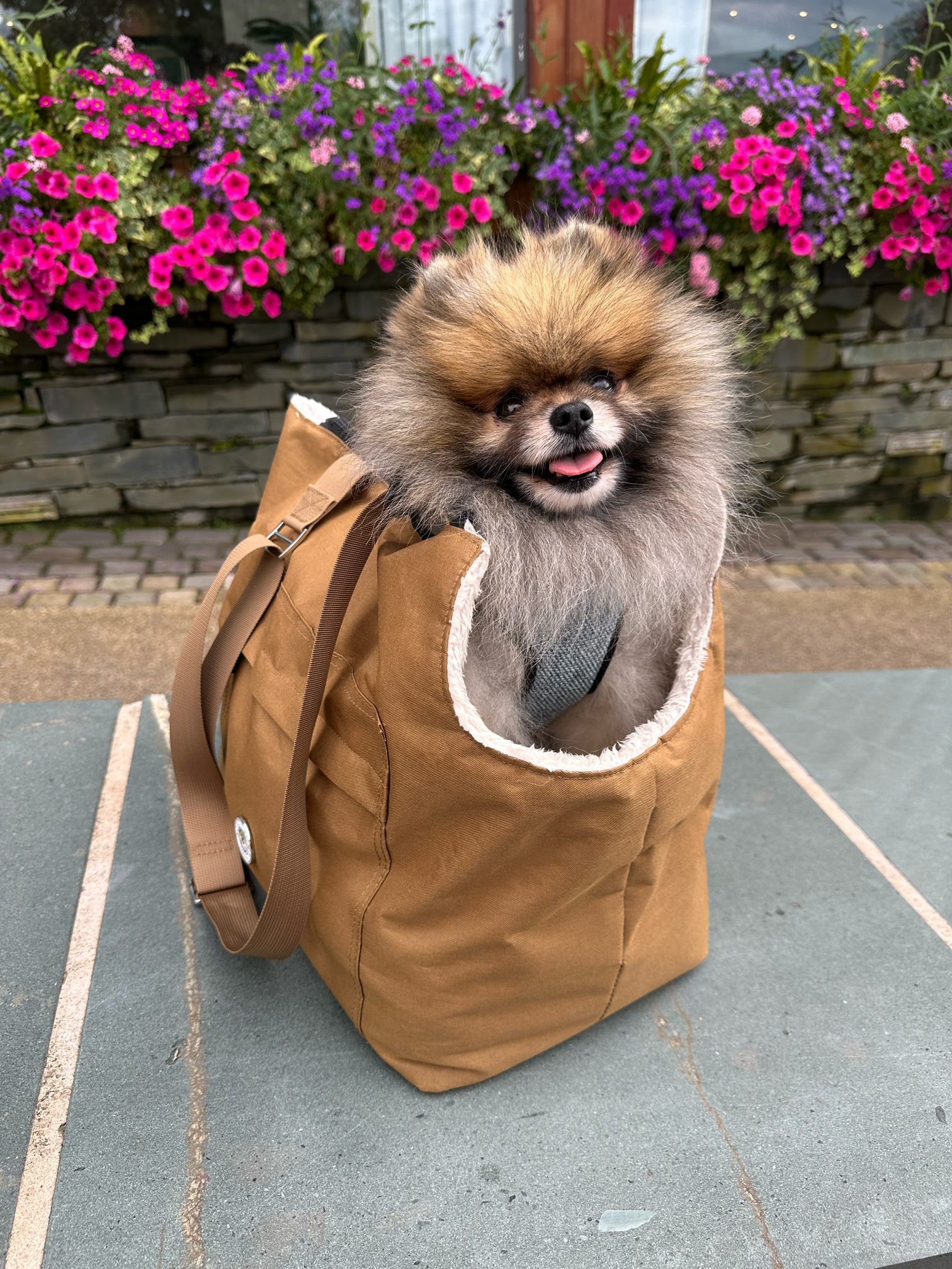 Porte-chien Suzy's Fashion Rainy Bear noir et rose