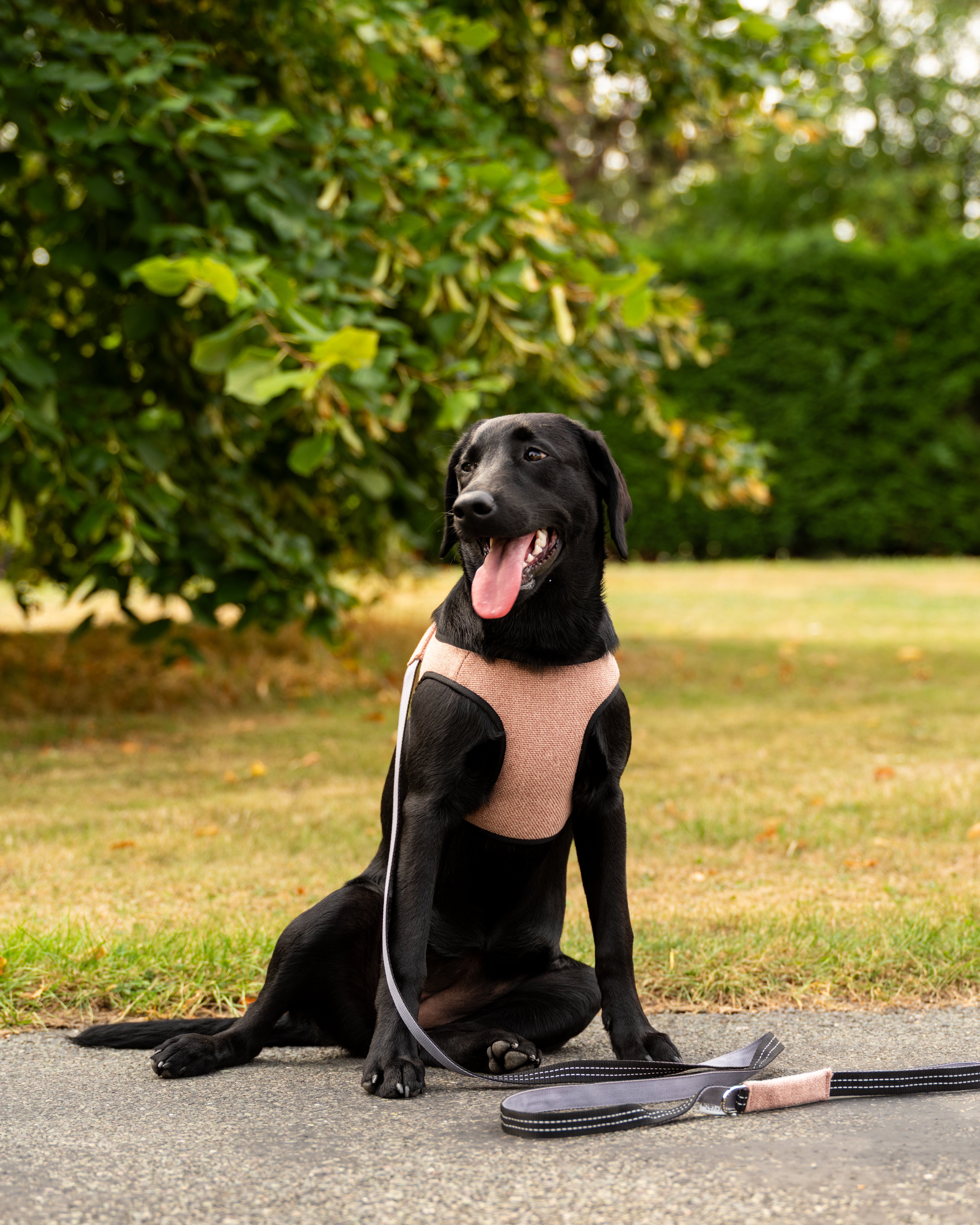 Harnais pour chien SOHO gris de Bowl &amp; Bone