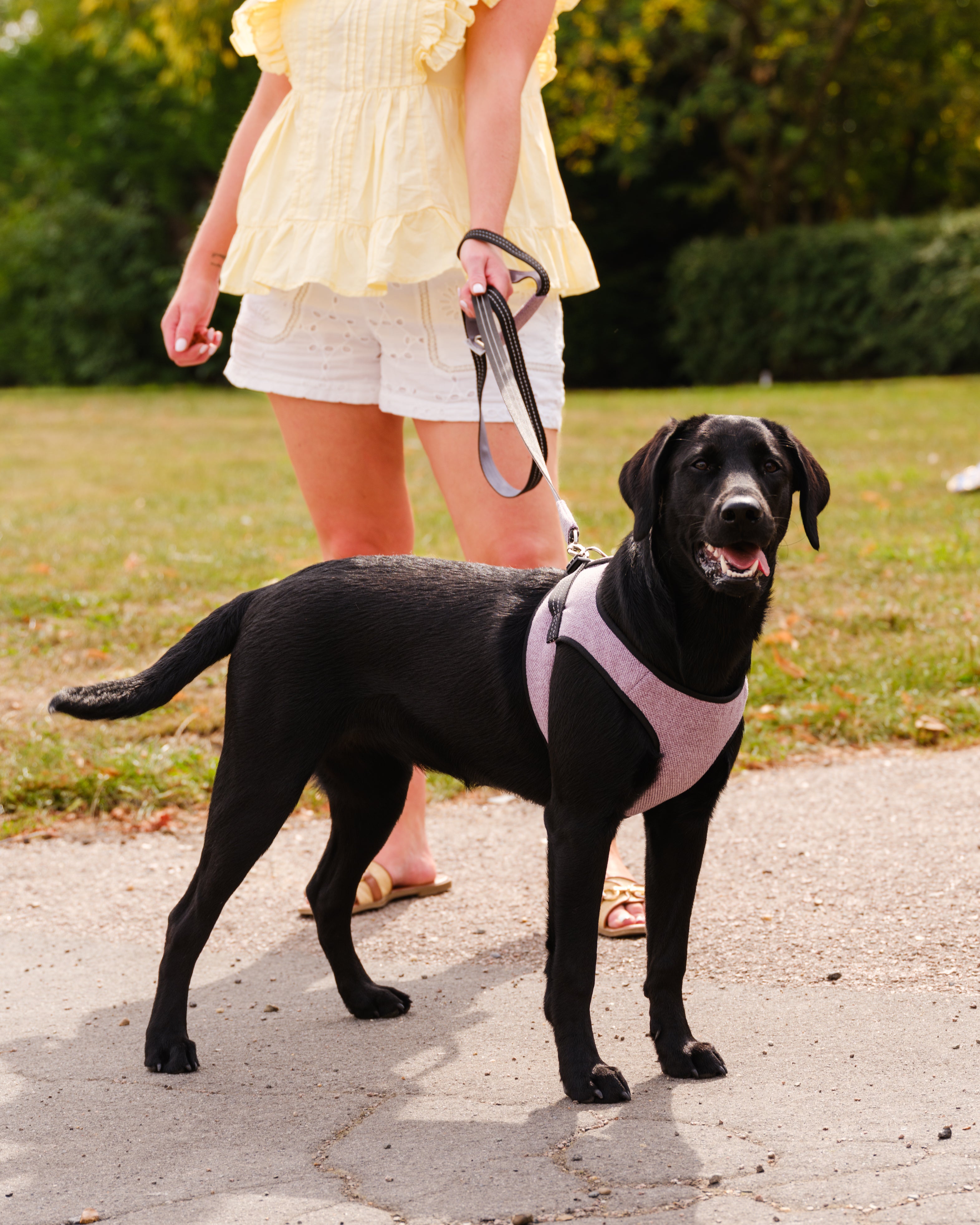 Harnais pour chien SOHO gris de Bowl &amp; Bone