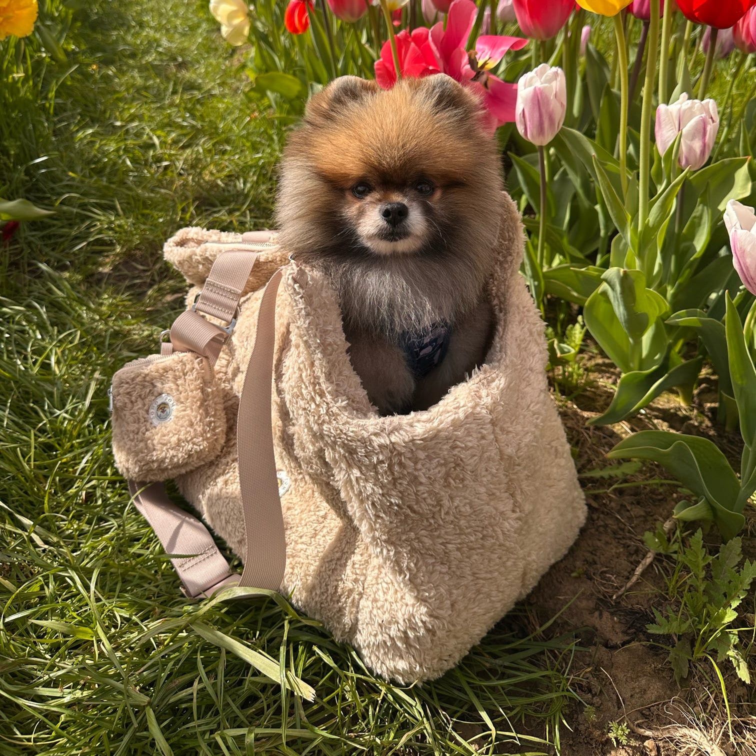 Porte-chien Suzy's Fashion Rainy Bear noir et rose