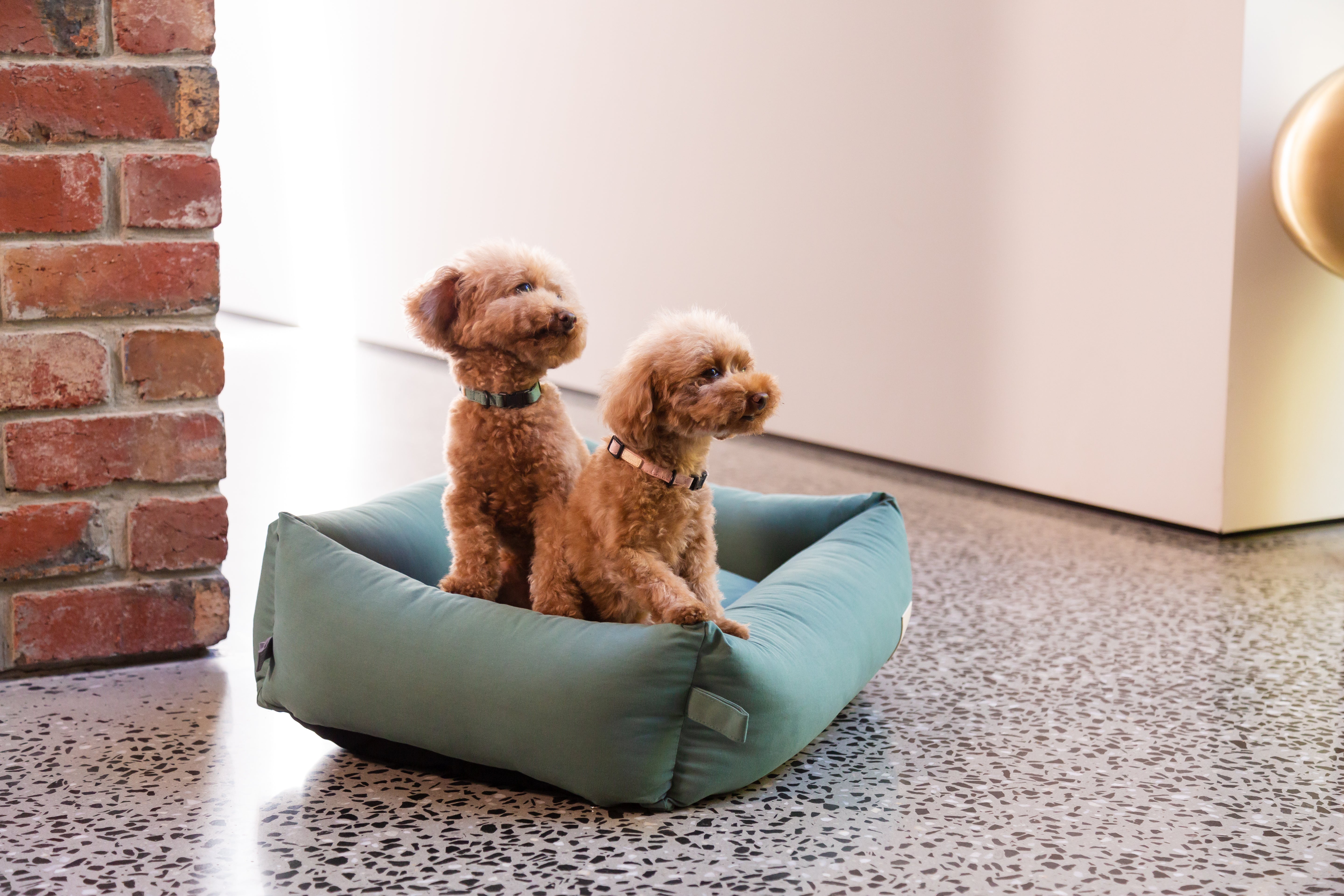 Fuzzyard dog bed clearance sale