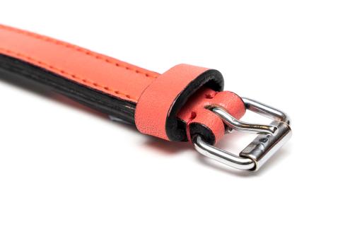 Gloria Pets Orange Padded Collar