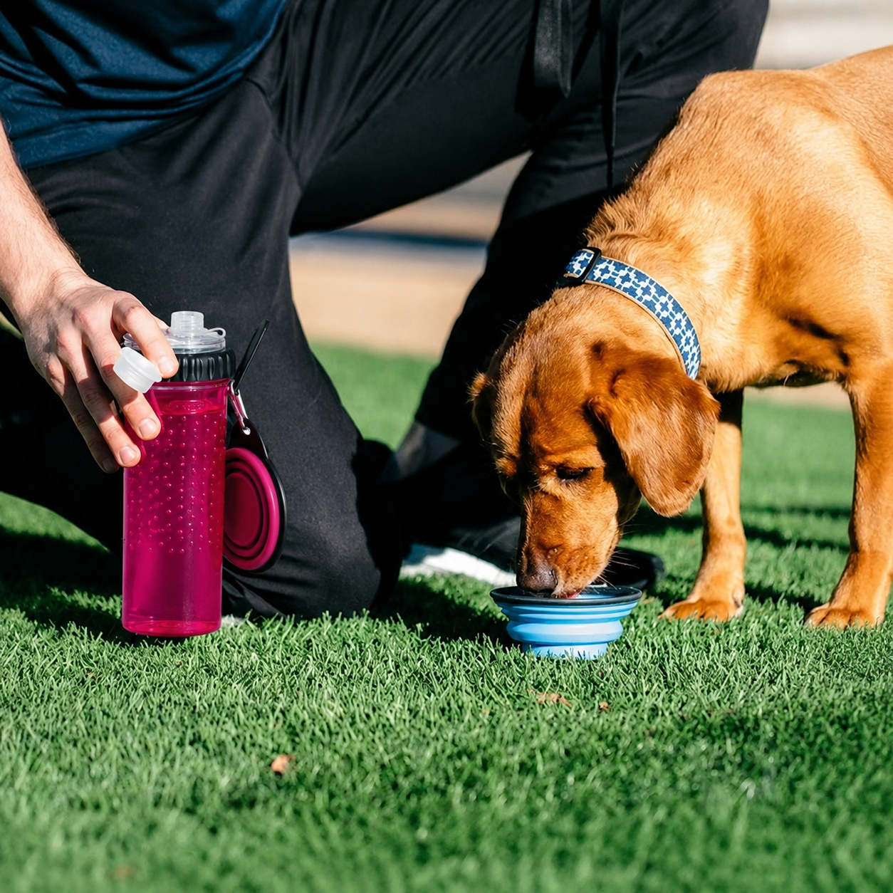 Dexas Snack-DuO with Companion Cup Pro - Fushsia