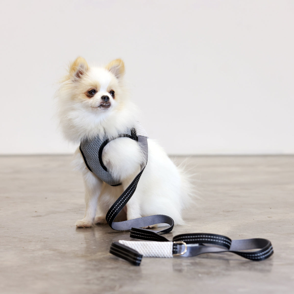 Grey SOHO Dog Harness from Bowl & Bone
