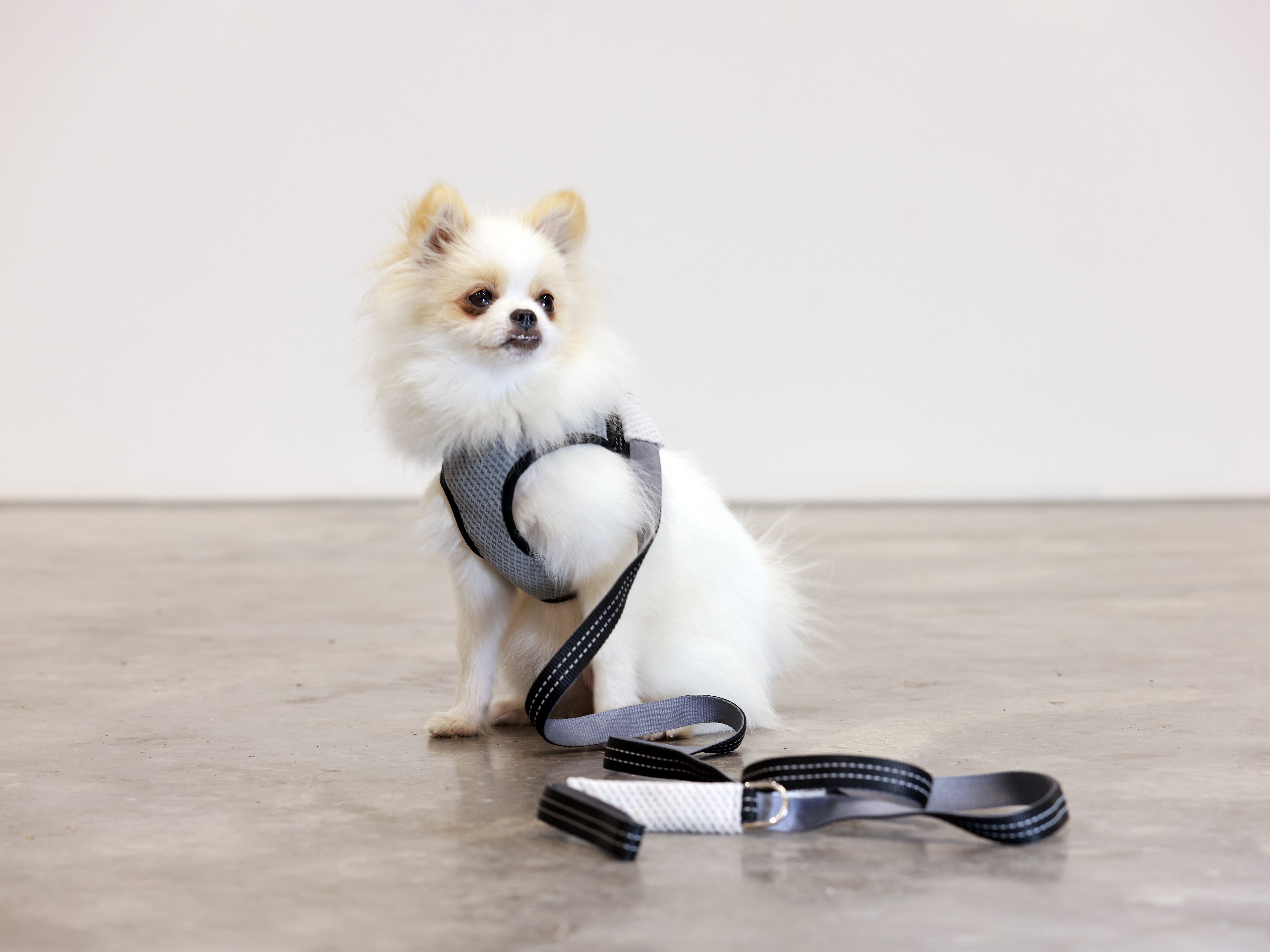 SOHO Hundegeschirr in Grau von Bowl & Bone