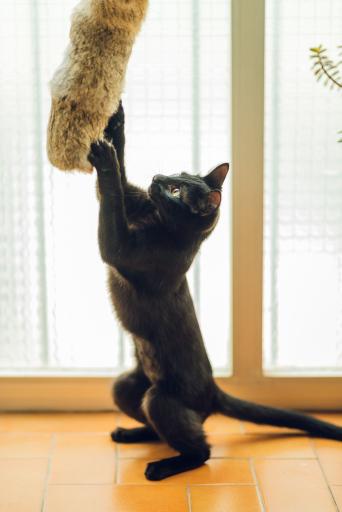 Gloria Pets Gehry Cushion Big Skin