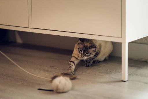 Gloria Pets Renzo Rata With Leather Rbit