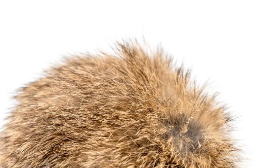 Gloria Pets Rogers Pompon Grande