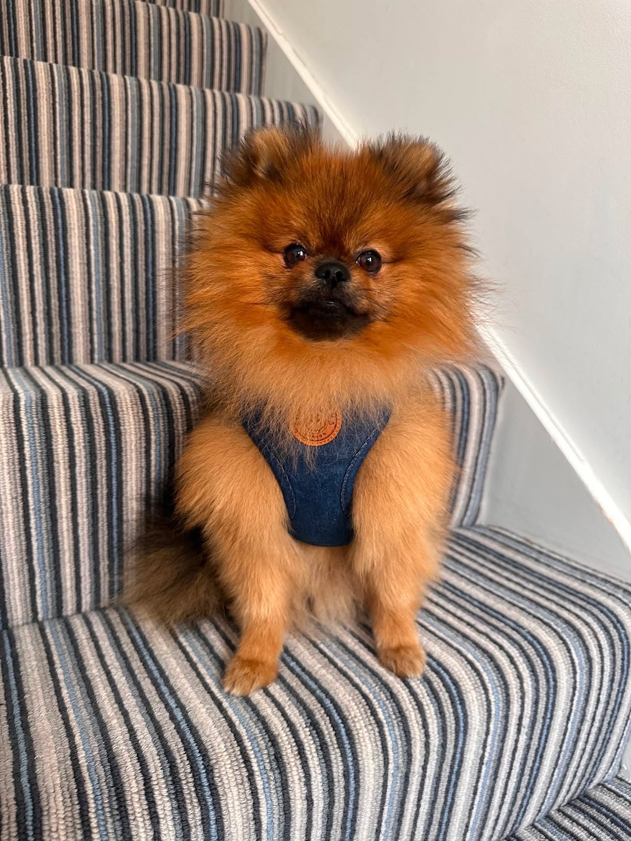 Soho Poms Frith Denim Harness - Classic Rinse