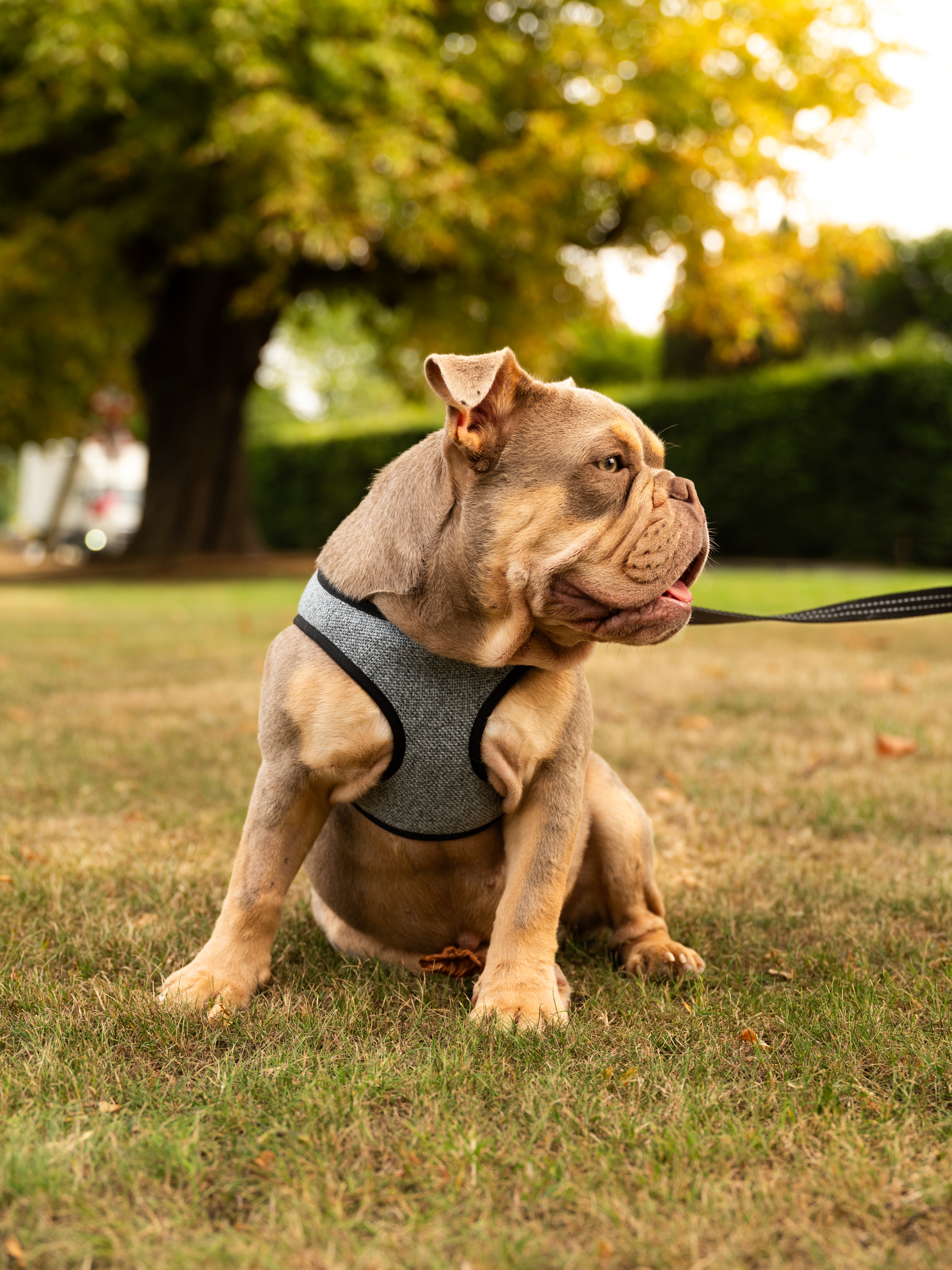 Harnais pour chien SOHO gris de Bowl &amp; Bone