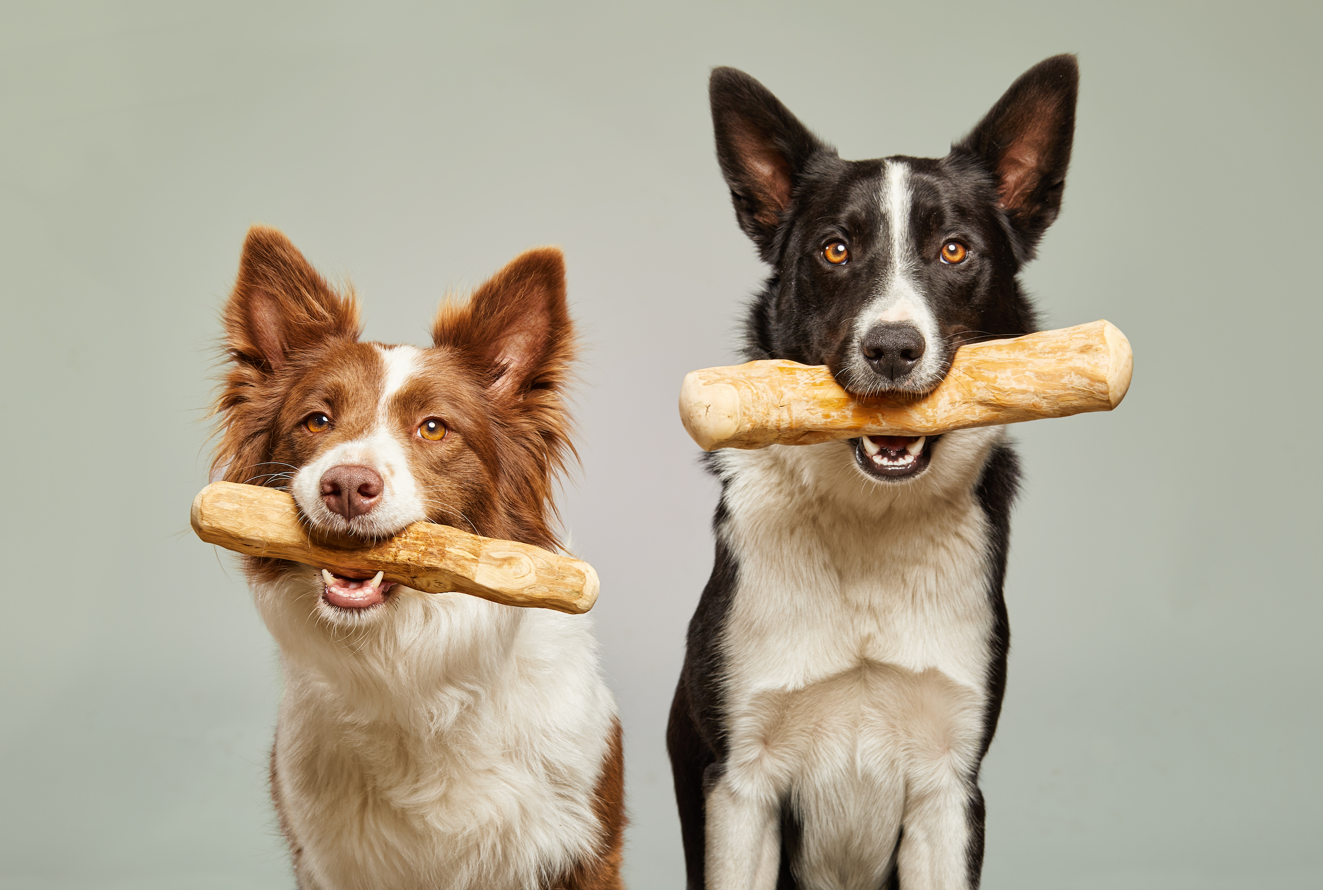 Chewy Duo Set Café Bois pour chiens Petits, Moyens, Grands