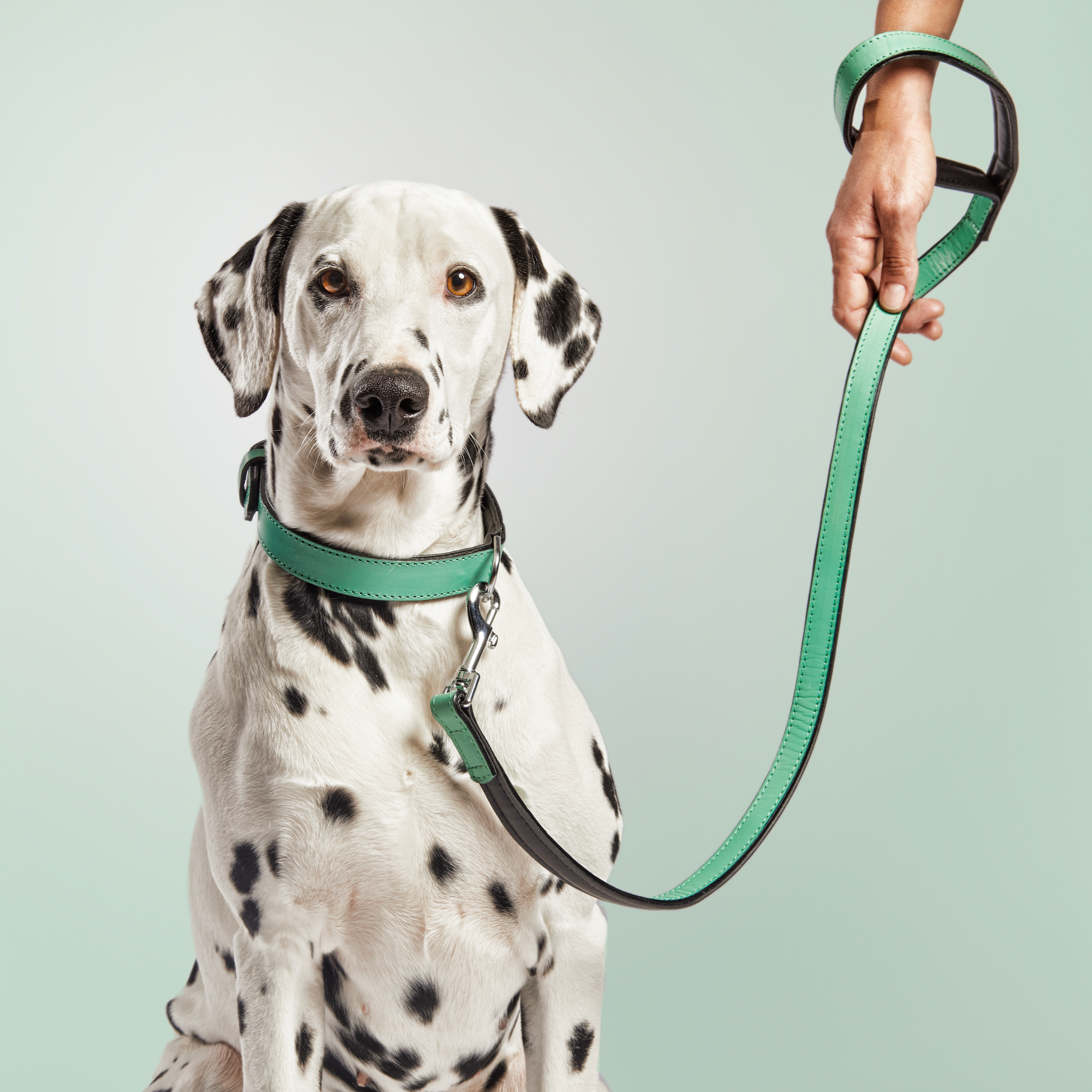 Collier pour chien rembourré Gloria multicolore