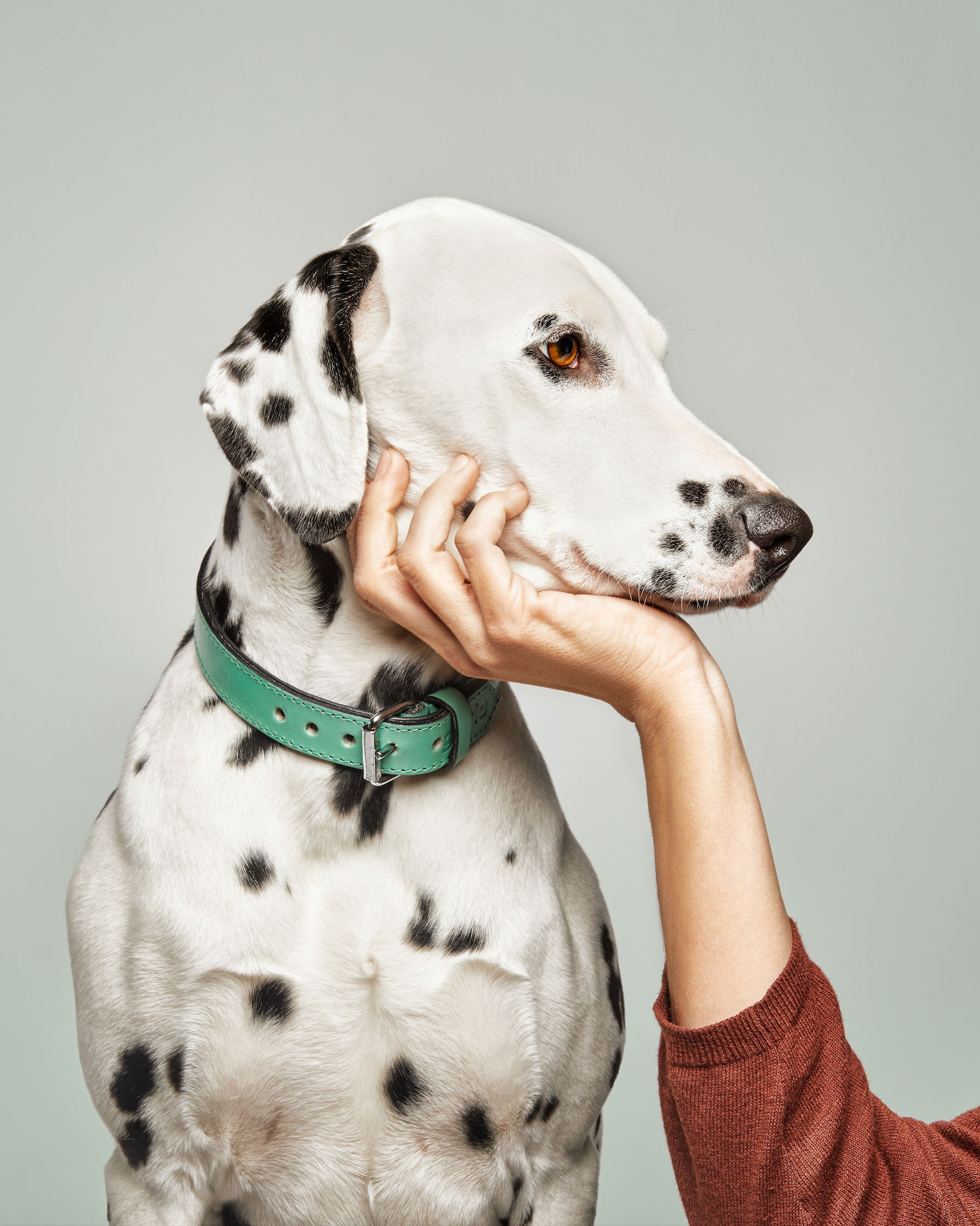 Gloria Padded Dog Collar multicolor