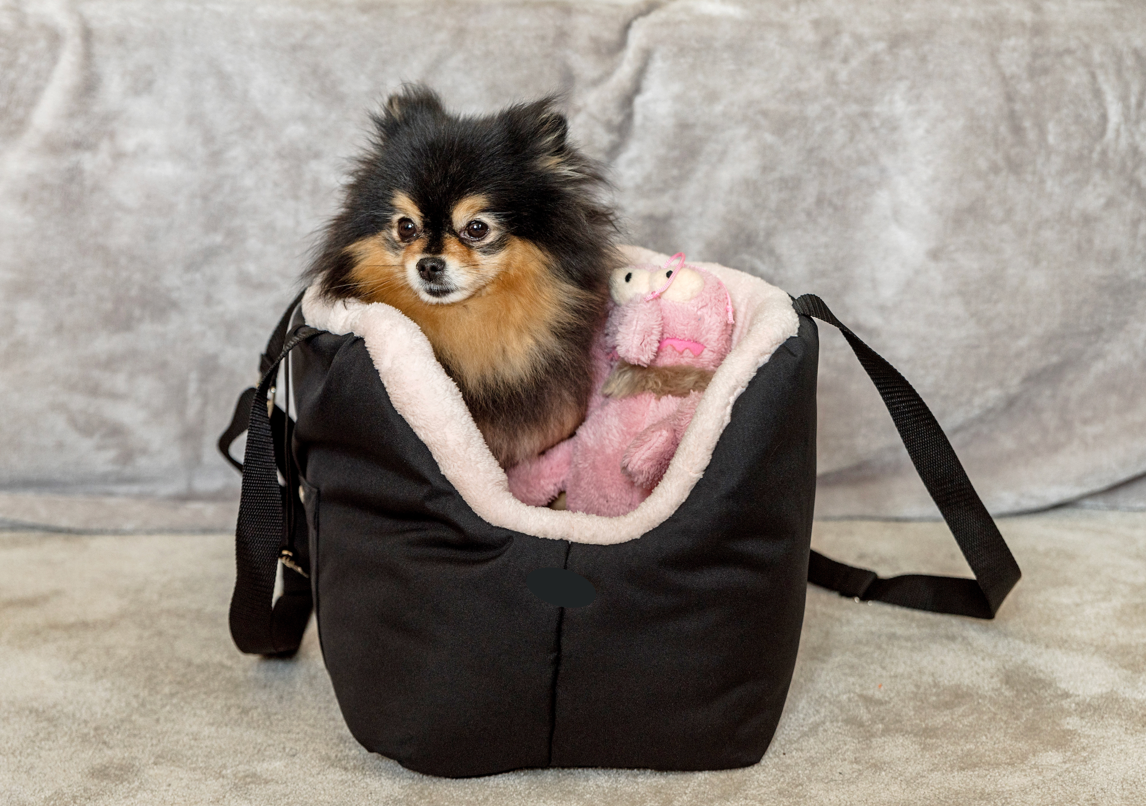 Sac de transport pour chien Suzy's Fashion Rainy Bear noir et beige