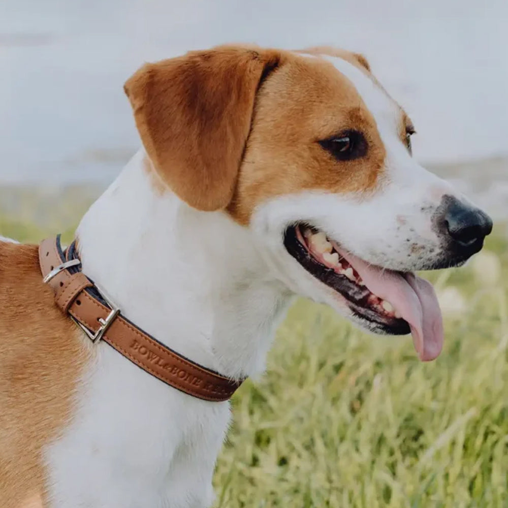 Hazelnut MONACO Dog Collar from Bowl & Bone