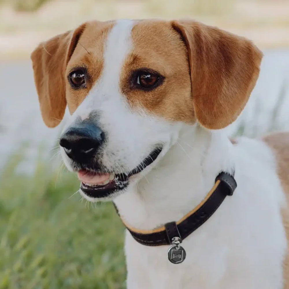 Chocolate MONACO Dog Collar from Bowl & Bone