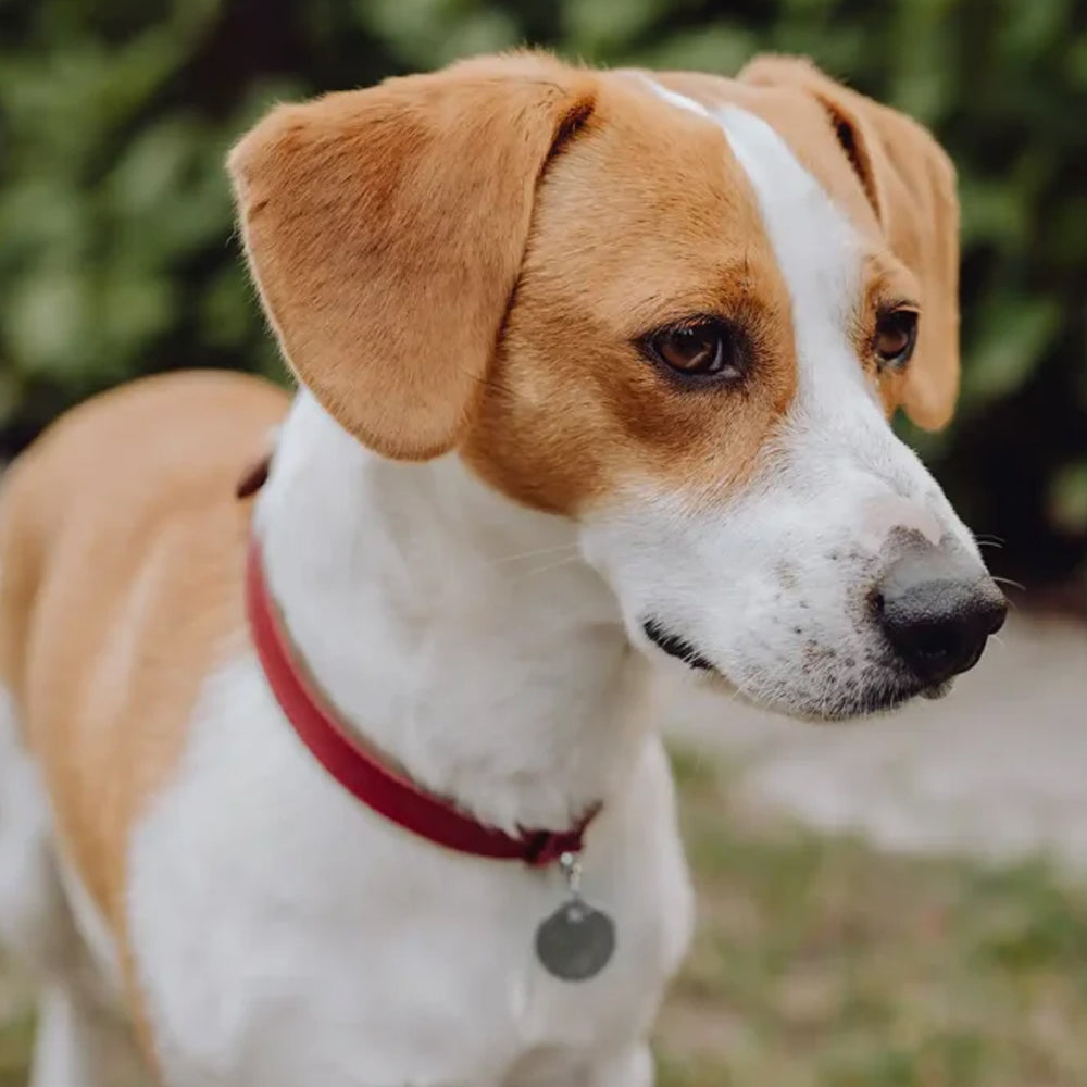 Collier pour chien Claret MONACO de Bowl &amp; Bone